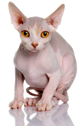 Sphynx cats are mostly hairless.