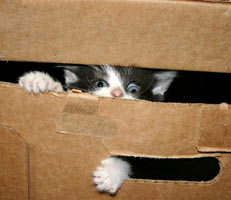 Cats in boxes aren't just cute, they're happy.