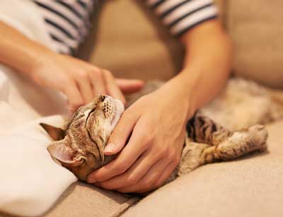 What should you do if you find a lump on your cat?