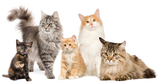A list of the 10 most popular cat breeds.