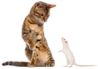 Mouse poison also poisons cats.