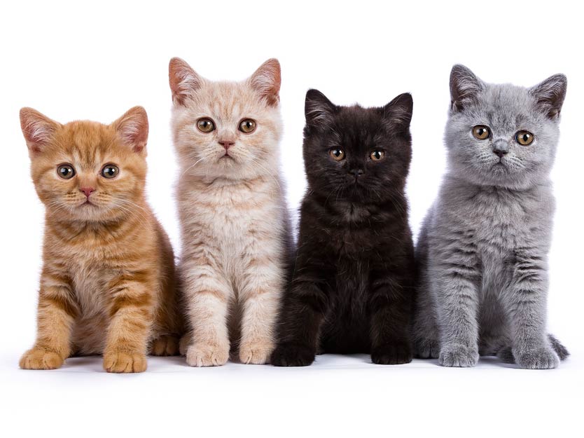 Learn what you need to know when you get a new kitten.