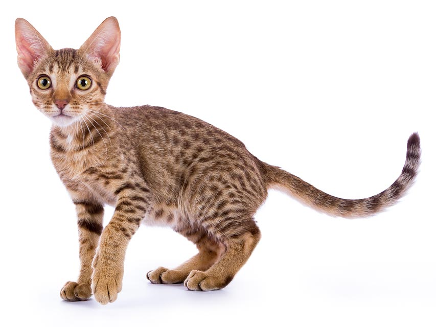 Learn about ocicats.