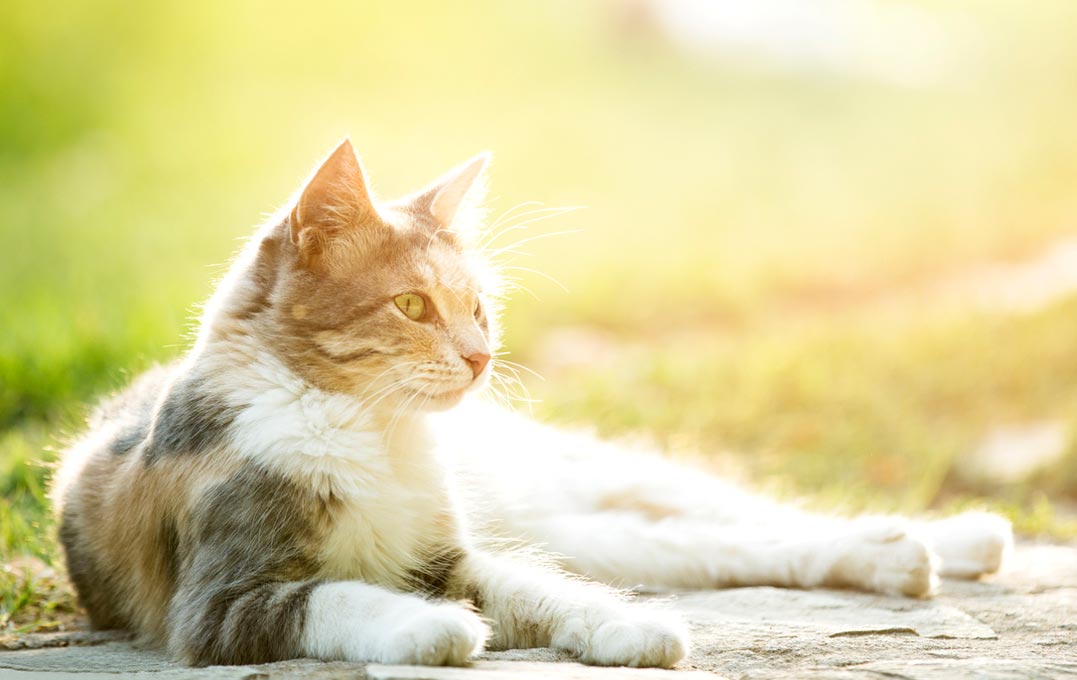 Outdoor dangers can decrease a cat’s life expectancy.