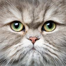 Persian cats are coveted for their beauty.