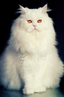 Persian cats are sweet and beautiful.