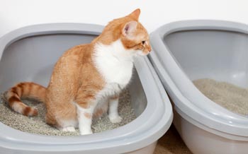 Putting two litter boxes next to each other can help with inappropriate elimination problems.