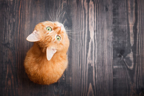 Are you making cat care mistakes?