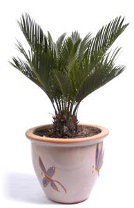 Sago palms are toxic to cats.