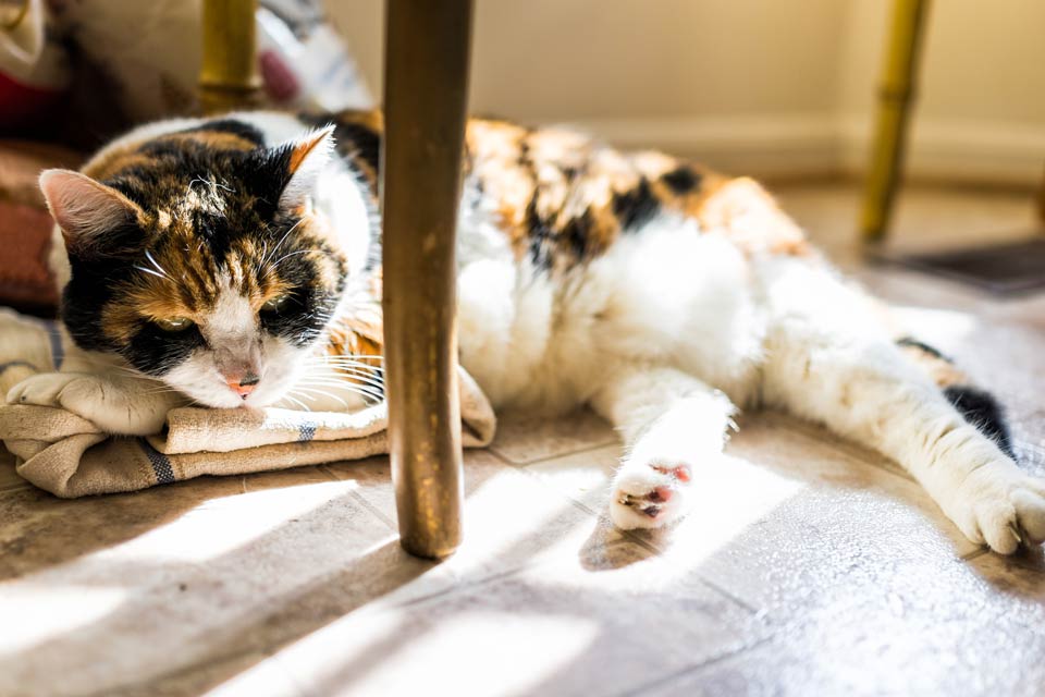 Cats may try to hide their arthritis pain.