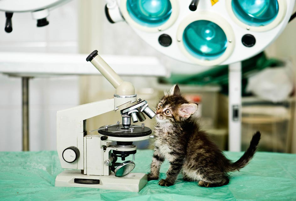 A skin cytology helps identify skin infections in cats.