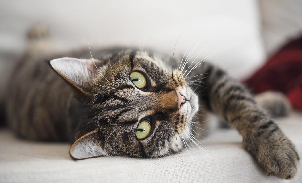 Soft Paws® can help protect your couch from scratches.