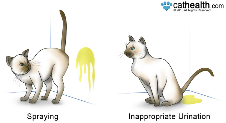There is a difference between feeling spraying and urinating.
