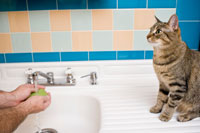 cat_bathroom