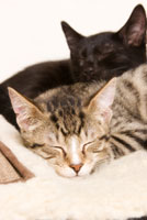 cat_cuddle