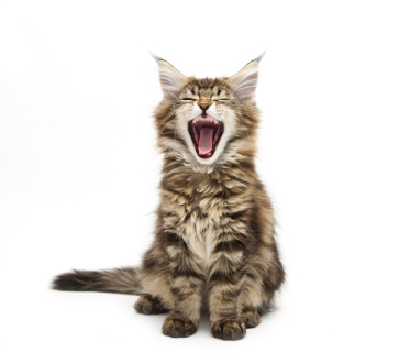 cat_yawn