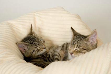 cats_napping