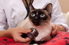 siamese_cat_vet
