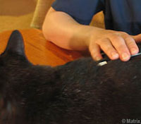 CatSubcutaneousFluids09