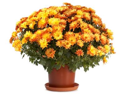Chrysanthemum Chrysanthemum species