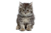 cat_adoption