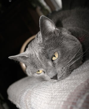 cat_aging