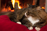 cat_fireplace