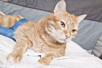 cat_first_aid