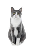cat_grey_sitting