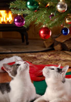 cat_holiday