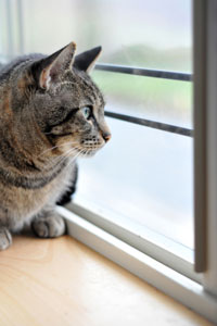 cat_indoors