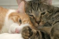 cat_introduce
