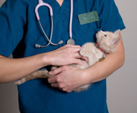 cat_vet_testing