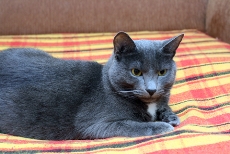gray_cat_on_bed
