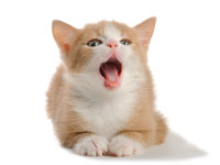 cat_breath