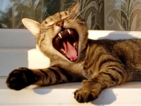 Cat Dental Care yawning_kitten