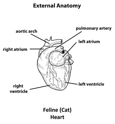 External_Feline_Anatomy_of_heart