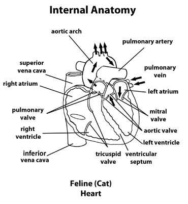Feline_internal_anatomy_of_heart_flow_out