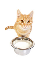 cat_milk
