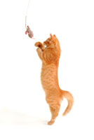 cat_playing