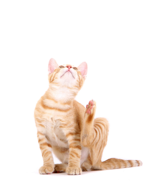 cat_scratching_fleas