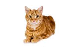 Feline cat_sitting