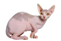 cat_sphynx
