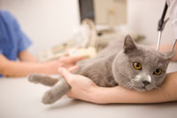 cat_vet_visit