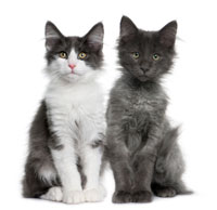 cats_sitting