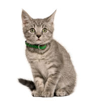 kitten_sit