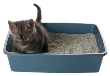 kitten_litter_box_success