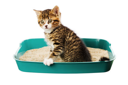 CatLitterBox