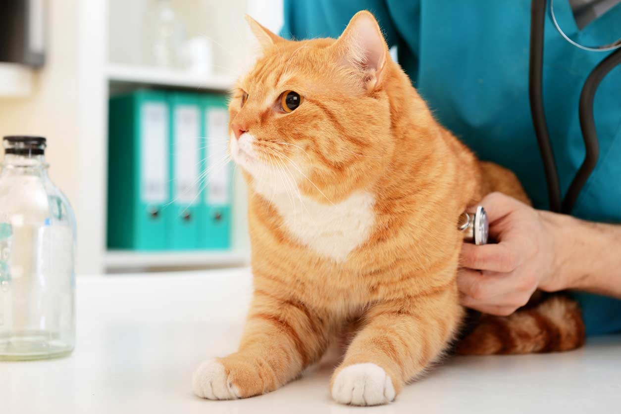 Learn some tips for making vet visits with your cat less stressful.