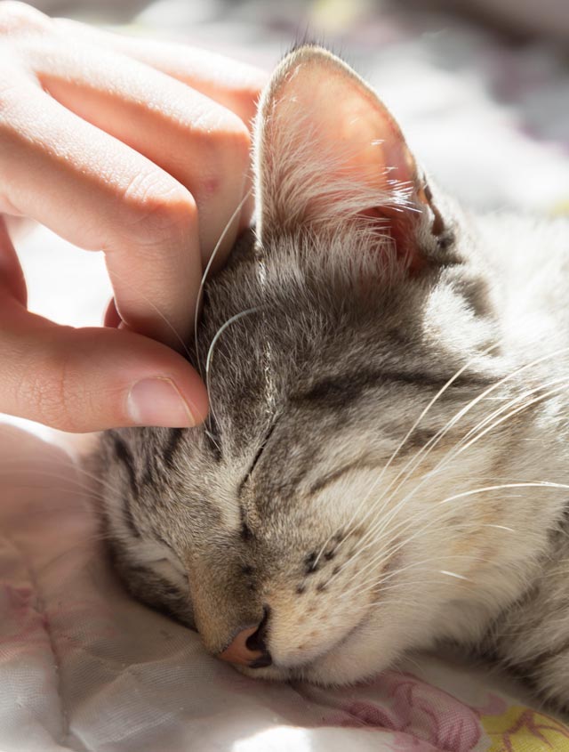 Thirty ideas for showing cats you love them.